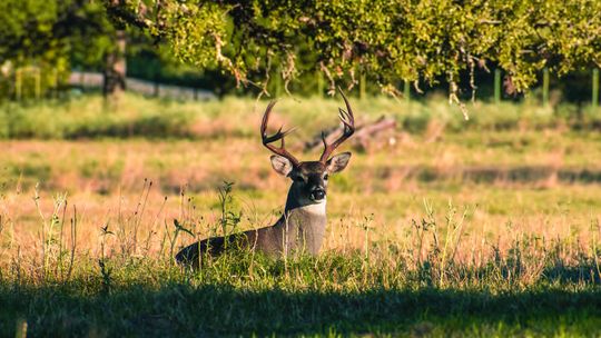 TEXAS HUNTING SEASON OUTLOOK POSITIVE