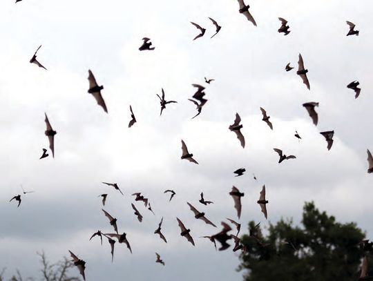 Bats in Flight