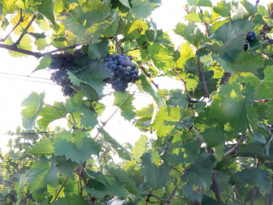 Discover Kuhlman Estate: FARMHOUSE ROOTS. VINEYARD VIEWS. FIRST-CLASS POURS. Kuhlman Estate