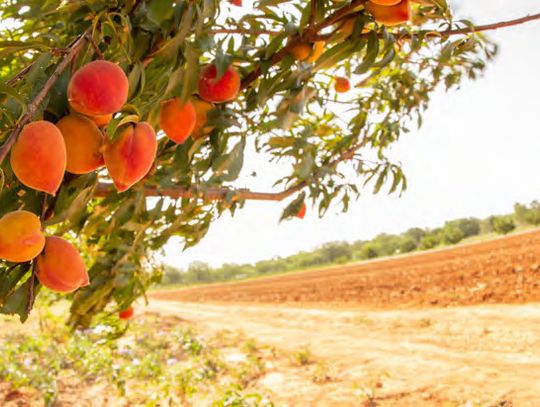 Life’s a peach in  Fredericksburg