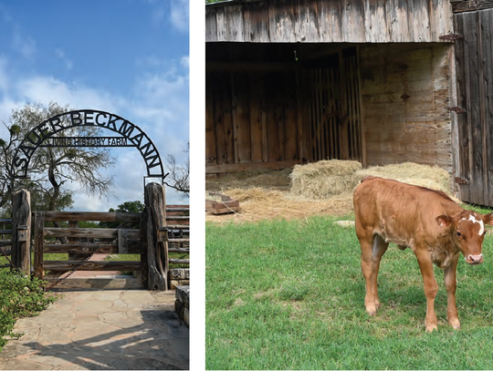 Nature & History at LBJ State Park