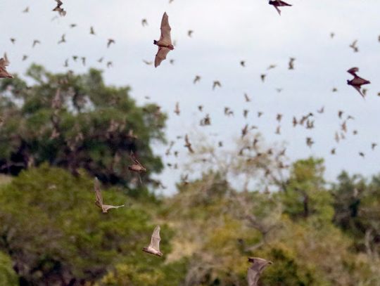 Millions of bats funnel out of the abandoned railroad tunnel nightly at Old Tunnel State Park between March and October. — Standard-Radio Post file photo