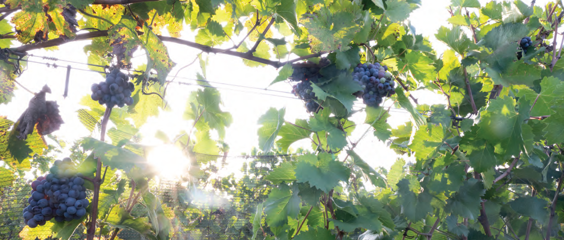 Discover Kuhlman Estate: FARMHOUSE ROOTS. VINEYARD VIEWS. FIRST-CLASS POURS. Kuhlman Estate