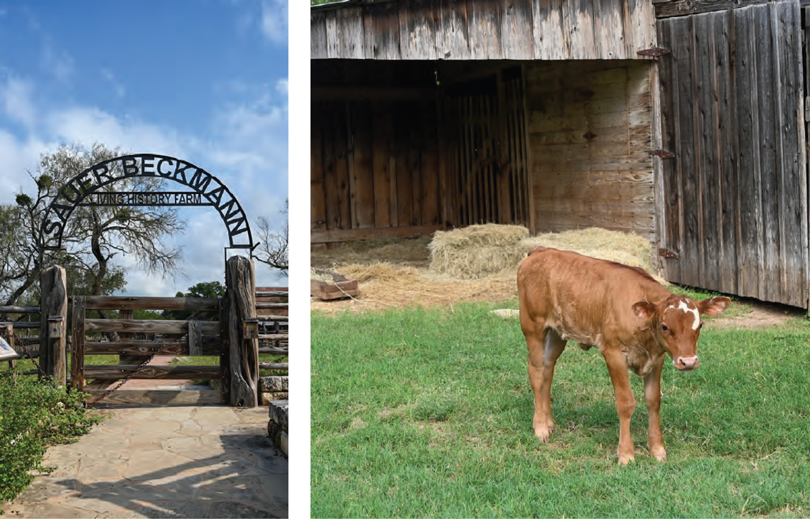 Nature & History at LBJ State Park