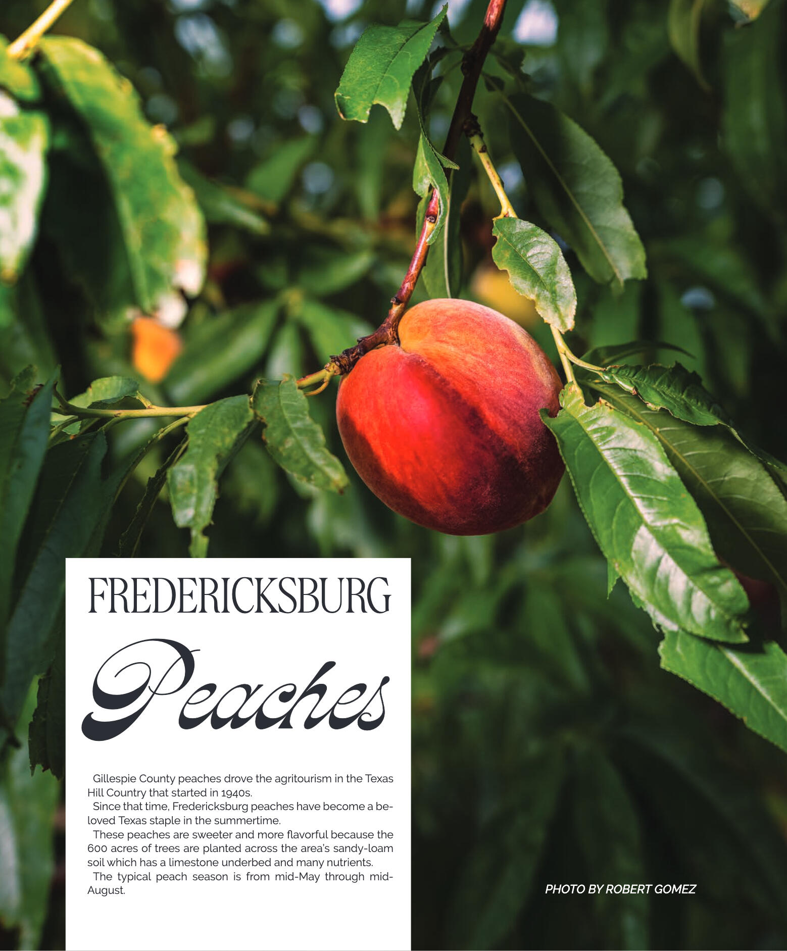 GoFredericksburg Visitors Guide Spring / Summer 20 - page 12